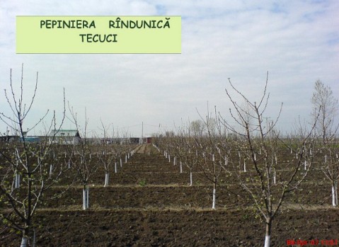 Tehnologie Pepiniera Rindunica